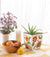 Pianta Syv Cache Pot - 2 sizes