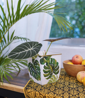 Pianta Square Pot - Monstera